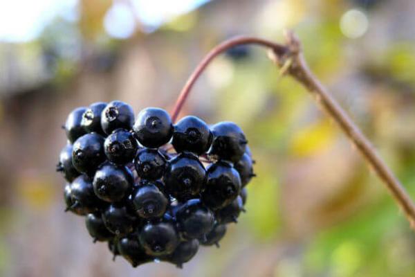 Природні енергетики Елеутерокок